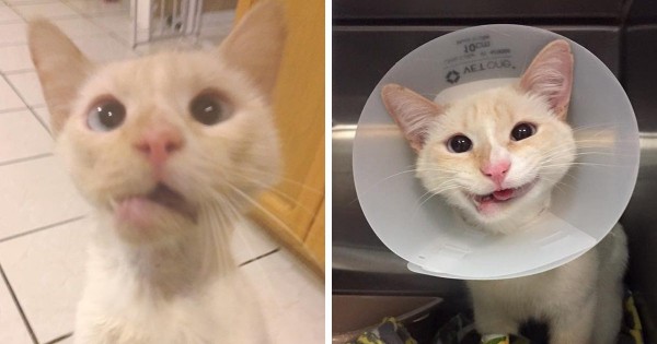 Έσωσαν αυτή τη γάτα και μετέτρεψαν το σπασμένο σαγόνι της σε ένα υπέροχο χαμόγελο!
