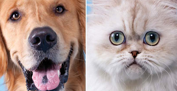 Η αιώνια μάχη: Γάτα VS Σκύλος! Εσείς ποιο ζωάκι προτιμάτε;
