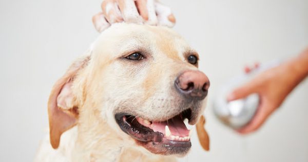 Φτιάξτε μόνοι σας σαμπουάν σκύλων για υγρό και στεγνό καθάρισμα!