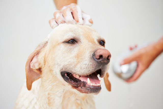 choosing-a-dog-shampoo
