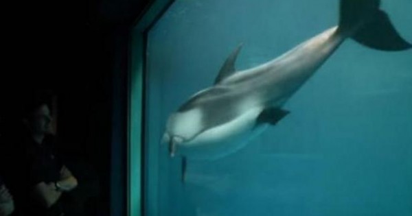 Το δελφίνι κολυμπά κοντά στο τζάμι – Λίγο μετά συνέβη ένα θαύμα! (Βίντεο)