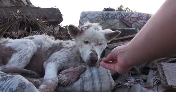 Αδέσποτος σκύλος σώζεται και με τη σειρά του αλλάζει τη ζωή από έναν άλλο σκύλο! (Βίντεο)