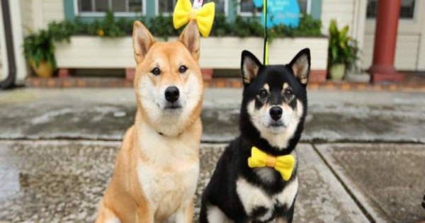 Φορέστε στο σκύλο σας κίτρινη κορδέλα αν δεν θέλετε να το χαϊδεύουν οι περαστικοί (φωτό)