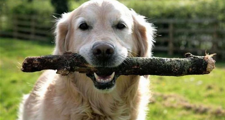 Σκύλος ξύλα 