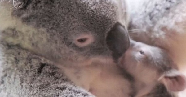 Cuteness Overload: Νεογέννητο κοάλα αγκαλιά με τη μαμά του!