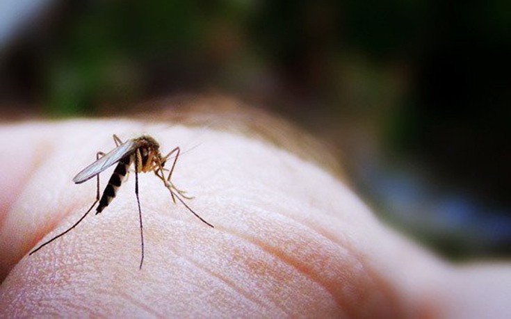 κουνούπια απώθηση απομάκρυνση αντιμετώπιση 