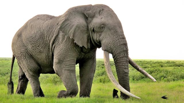 όσφρηση Ιάπωνες ελέφαντας 