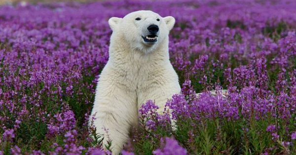 Πολική αρκούδα βρέθηκε σε ανθισμένο λιβάδι στον Καναδά και… μπερδεύτηκε