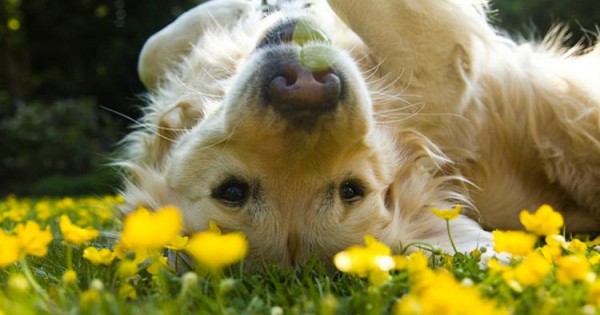 Άνοιξη και αλλεργίες, συμβουλές για τον σκύλο σας!