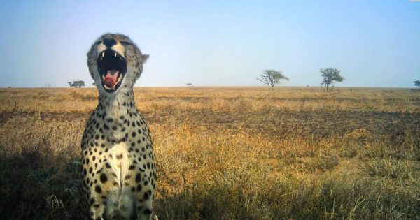 Οι φανταστικές selfies των άγριων ζώων της Τανζανίας