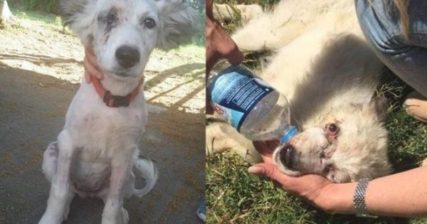 Τα κατάφερε η σκυλίτσα που κακοποιήθηκε φρικτά από 65χρονο στο Παλαιόκαστρο Σερρών