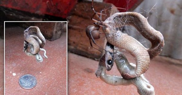 Η σοκαριστική στιγμή που μια αράχνη παγιδεύει και τρώει ένα θανατηφόρο φίδι