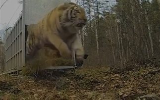 Η πρώτη επαφή των ζώων με τη φύση (βίντεο)