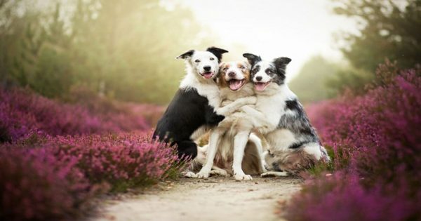 Οι ωραιότερες φωτογραφίες σκύλων που είδατε ποτέ