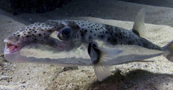 Κίνδυνος-θάνατος το ψάρι λαγοκέφαλος
