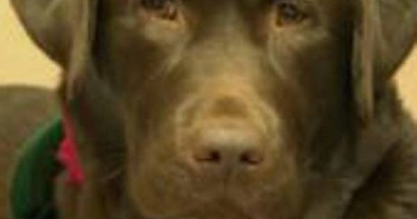 Ο σκύλος που θεραπεύει τον ανθρώπινο πόνο! (βίντεο)