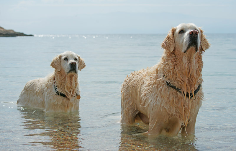 Σκυλιά και θάλασσα σκυλιά θάλασσα 