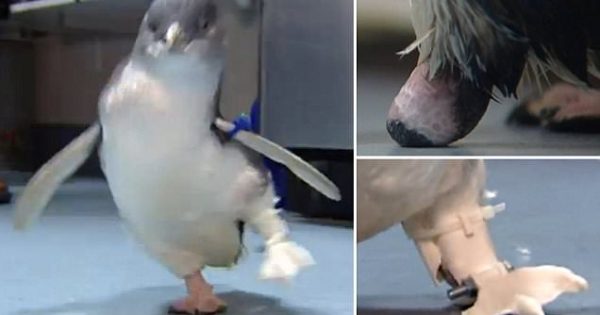 Υπέροχο βίντεο: Ακρωτηριασμένος πιγκουίνος χορεύει ξανά με το νέο του προσθετικό μέλος