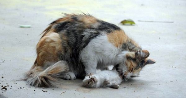 Συντετριμμένη γάτα προσπαθεί να ζωντανέψει τα γατάκια της που μαχαιρώθηκαν από άγνωστο