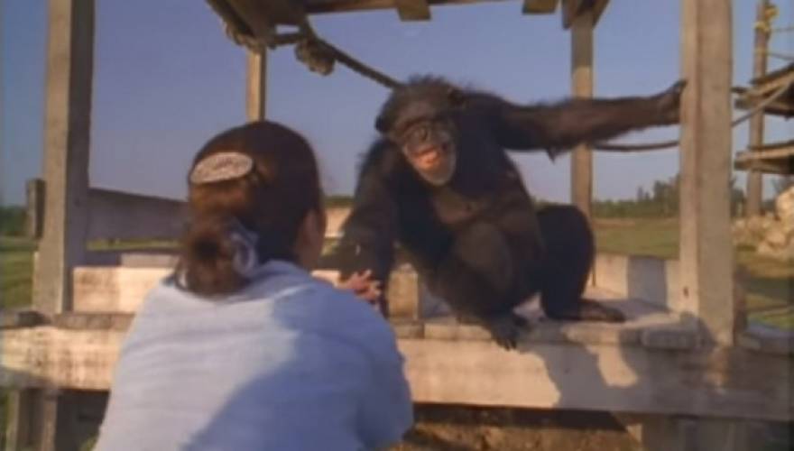 χιμπατζής 