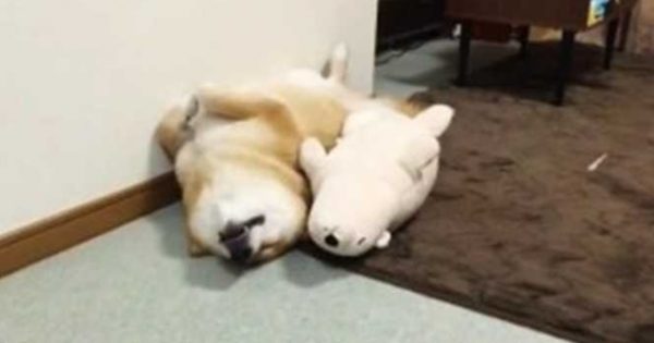 Θα ξετρελαθείτε! Σκυλάκι κοιμάται παρέα με ένα λούτρινο αρκουδάκι!