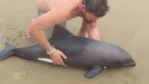 O «ήρωας» της ημέρας απλά έκανε το αυτονόητο – Αφιέρωσε 1 λεπτό για να σώσει ένα μωρό δελφίνι