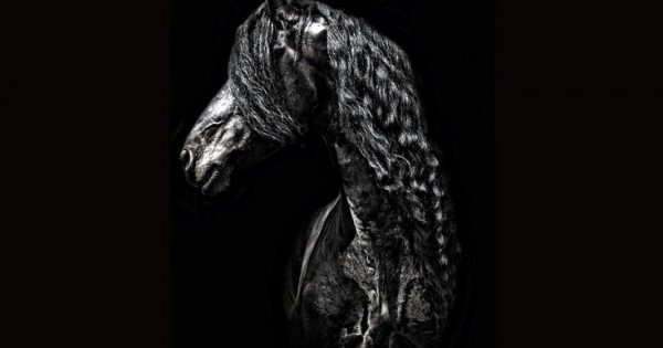 Ο King Kai δεύτερος διεκδικητής του τίτλου του ωραιότερου αλόγου στον κόσμο