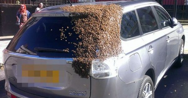 Απίστευτο περιστατικό: Σμήνος μελισσών κυνηγούσε ένα ΙΧ για 2 μέρες!