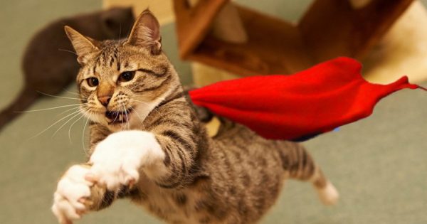Απίθανες γάτες-σούπερ ήρωες