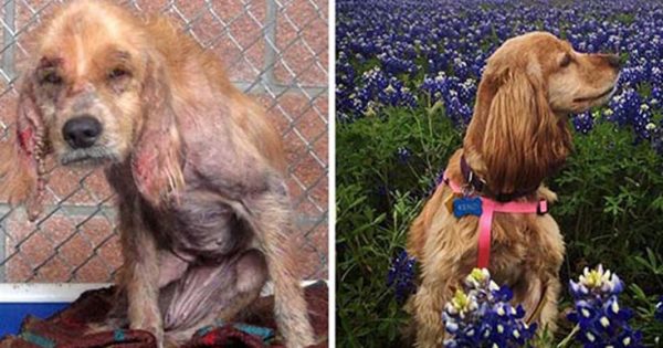 Φωτογραφίες που θα σας φτιάξουν τη διάθεση: Σκύλοι πριν και μετά τη διάσωση