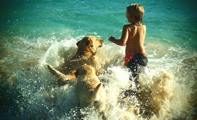 σκύλος και παραλία Σκύλος Παραλίες για σκύλους παραλίες 