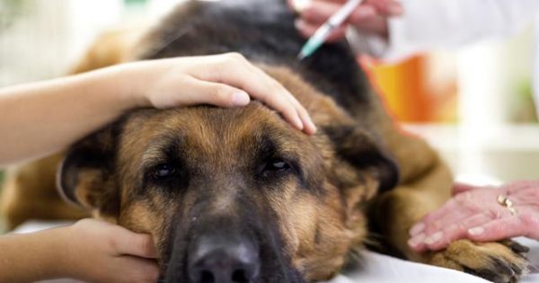 Προσοχή! 10 λόγοι για να επισκεφτείτε αμέσως τον κτηνίατρο!