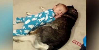 Το νυσταγμένο μωρό και ο σκύλος-μαξιλάρι