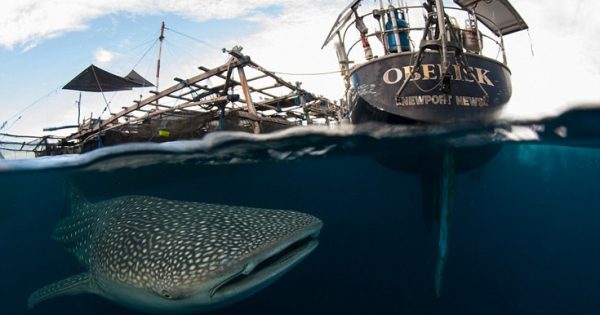 Εντυπωσιακές εικόνες: Εκεί που φαλαινοκαρχαρίες και άνθρωποι συνυπάρχουν αρμονικά