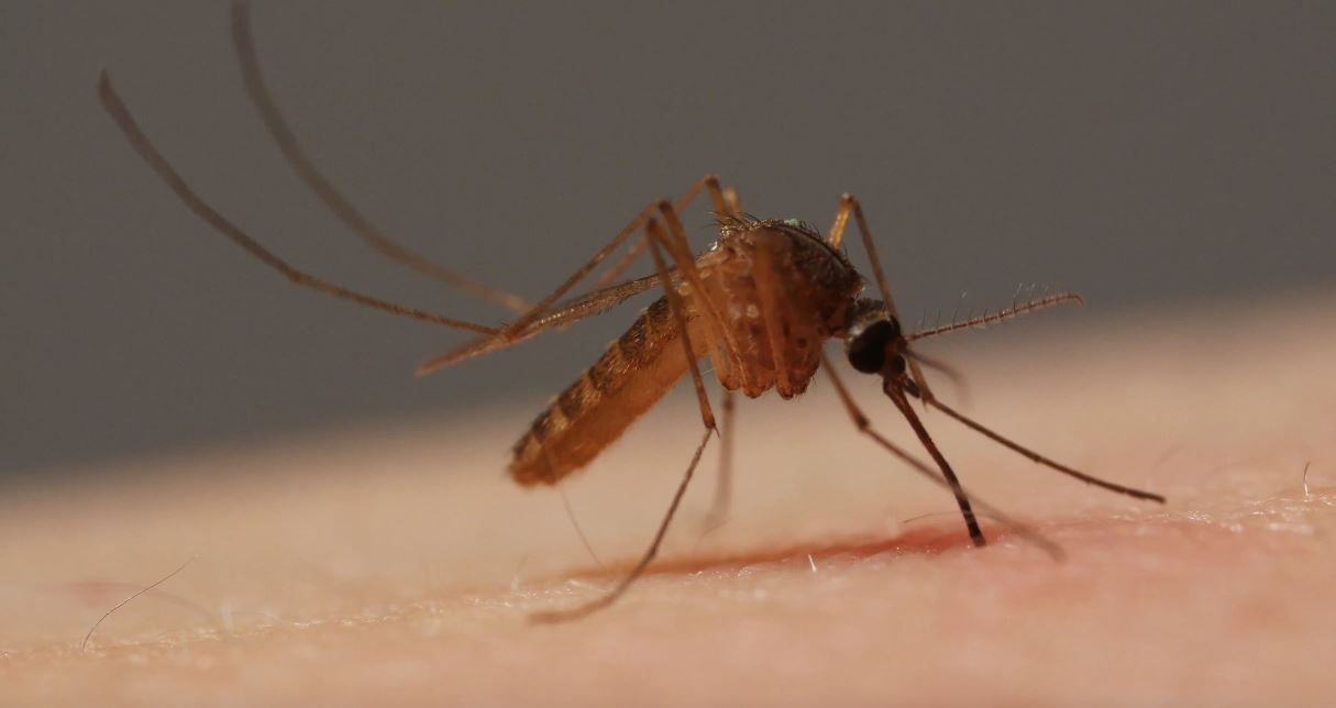 Πως τα κουνούπια χρησιμοποιούν 6 βελόνες για να ρουφήξουν το αίμα μας!