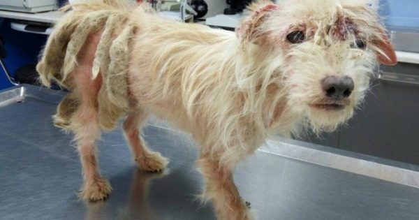 Έσωσαν την ηλικιωμένη σκυλίτσα που περιφερόταν εξαθλιωμένη σε δασώδη περιοχή της Καρδίτσας