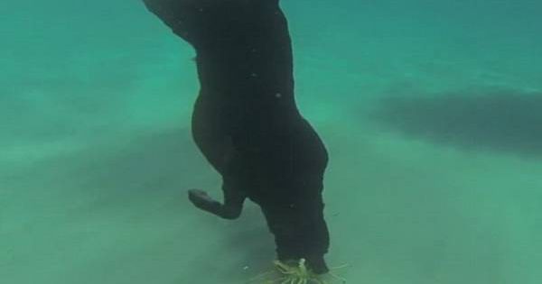 Σκύλος κάνει κατάδυση και ψαρεύει αστακούς (video)