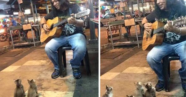 4 γατάκια σταμάτησαν να ακούσουν τον μουσικό του δρόμου που όλοι αγνοούσαν