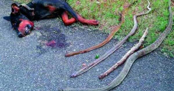 Ο καλύτερος φίλος του ανθρώπου: Σκύλος-ήρωας έσωσε μια οικογένεια από τέσσερις δηλητηριώδεις κόμπρες στην Ινδία