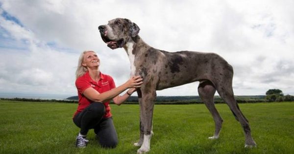 Ουαλία: Αυτός είναι ο μεγαλύτερος σκύλος στον κόσμο! (φωτό)