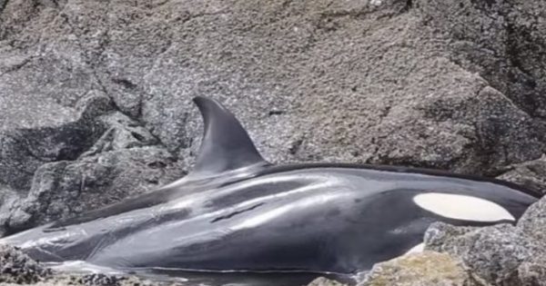 Μια φάλαινα δολοφόνος είχε παγιδευτεί και φώναζε σπαρακτικά για ώρες μέχρι να την σώσουν. Δείτε το βίντεο