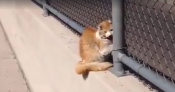 Παρατήρησε μια ακίνητη γάτα στην άκρη του φράχτη. Μόλις πλησίασε πιο κοντά, αυτό που είδε τον έκανε να παγώσει!