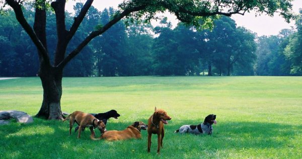 Βόλτα με τον σκύλο – 5 πράγματα που πρέπει να προσέχετε!