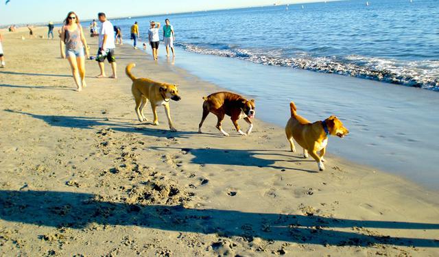 Σκύλος παραλία 