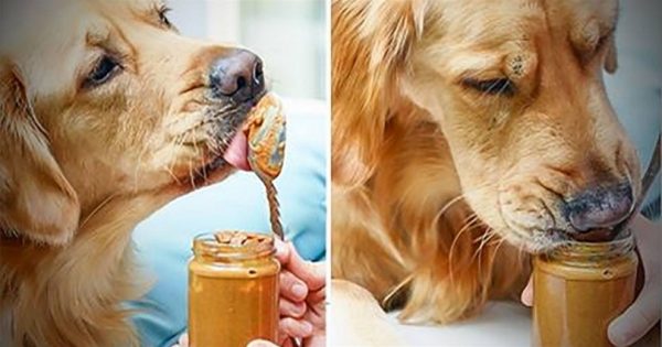 Προσοχή: Τα σκυλιά λατρεύουν το φυστικοβούτυρο, αλλά μπορεί να είναι θανατηφόρο!