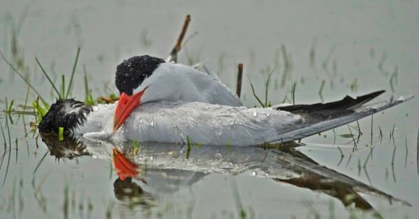 Το συγκινητικό τέλος ενός ζευγαριού πουλιών στη λίμνη της Καστοριάς. Μάθημα αφοσίωσης και συντροφικότητας