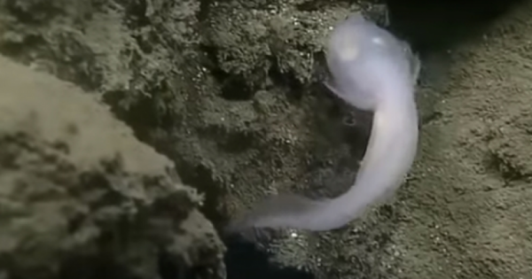 Βίντεο: Εχετε δει ποτέ πώς είναι το ψάρι… φάντασμα;