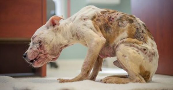 Αυτή είναι ίσως η χειρότερη περίπτωση κακοποίησης σκύλου που έχουμε δει ποτέ. Η τεράστια αλλαγή του όμως μας έφτιαξε τη μέρα!