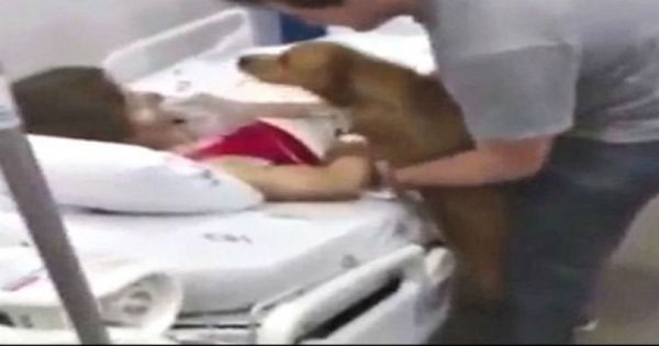 Το βίντεο που έκανε τους πάντες να δακρύσουν! Σκύλος επισκέπτεται την ιδιοκτήτριά του λίγο πριν «φύγει»