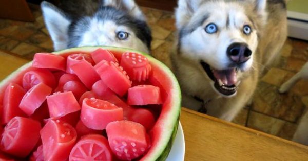 Μπορεί ο σκύλος μου να τρώει καρπούζι; Τι πρέπει να προσέχω;